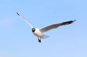 Seagull flying in the sky.
