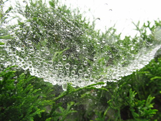 Прекрасная природа после дождя