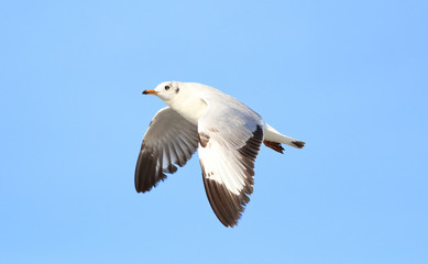 Seagull flying in the sky.