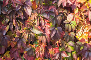 autumn leaves background