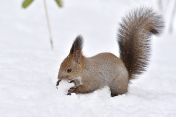 雪の中のエゾリス