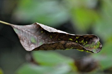 Photos d'ici et d'ailleurs