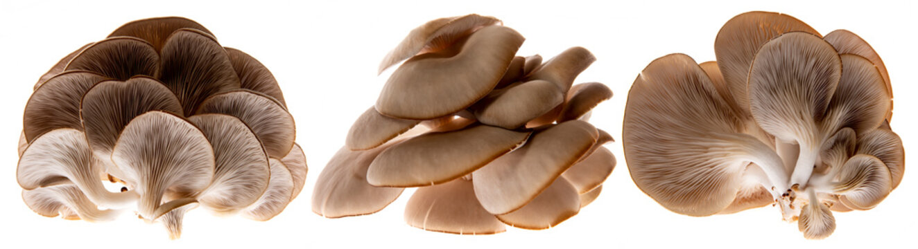 Oyster mushrooms - Pleurotus ostreatus growing on a sack with straw - isolated on a white background