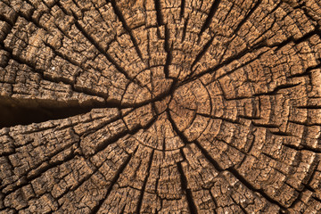 Dry and cracked cross section of the very old tree