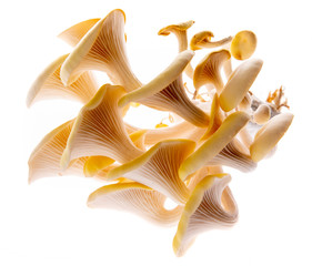 Oyster mushrooms - Pleurotus cornucopiae growing on a sack with straw