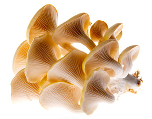 Oyster mushrooms - Pleurotus cornucopiae growing on a sack with straw