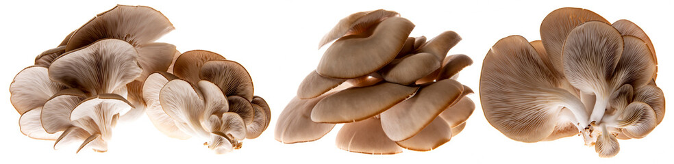 Oyster mushrooms - Pleurotus ostreatus growing on a sack with straw - isolated on a white background
