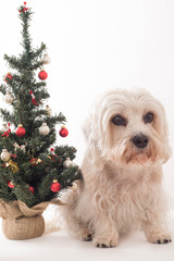 Pet dog sitting next to decorated Christmas Tree, looking sad. On white backdrop