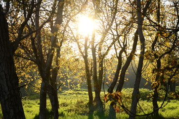 Obraz premium trees in summer