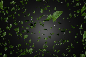 Green leaves over black background