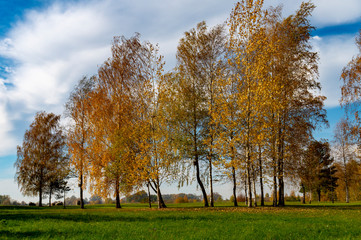 Fresh green field with autumn trees