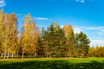 Naklejka premium Fresh green field with autumn trees