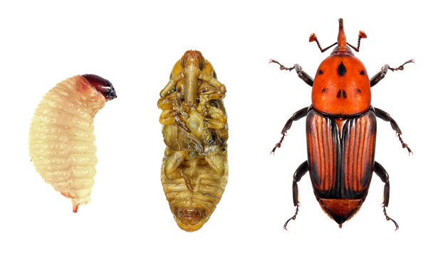 Red palm weevil (Rhynchophorus ferrugineus)