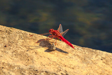 Macro of Red-veined Dropwing Dragonfly, Trithemis arterial, on the ground at iSimangaliso Wetland Park in St Lucia, South Africa. The African name of the red dragonfly is Rooinerfie.