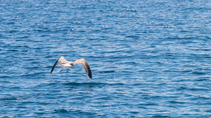 Naklejka premium Young gull in flight over the sea Close up