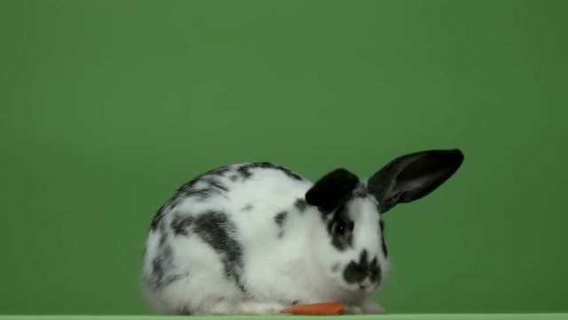 rabbit sitting and eating vegetables on a green background