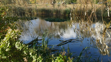 Jesień nad stawem "Maroko" w okolicach Katowic. Gałęzie w wodzie. Śląsk. Polska. Europa © Marian