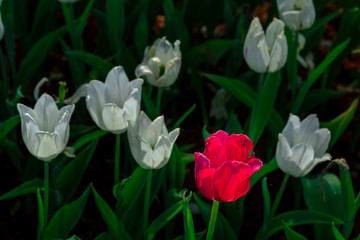 beautiful red tulip in around white tulips.