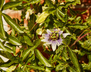 Passiflora caerulea