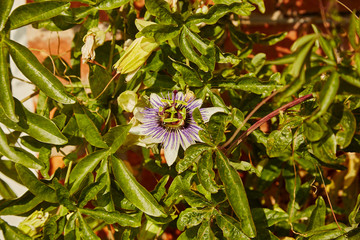 Passiflora caerulea