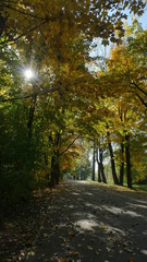 Drzewa jesienią. Poranek. Słonecznie. Alejka w  parku 