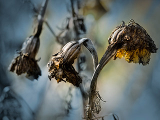 Autumn dry flowers and plants