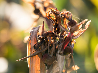 Fototapeta premium Autumn dry flowers and plants