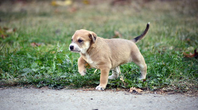 cute mixed breed puppy