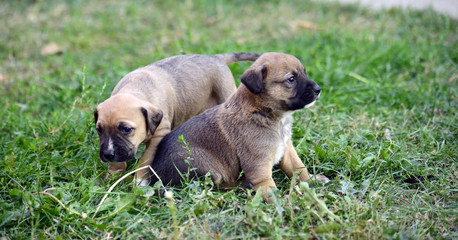 two puppies on a grass