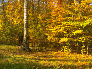 birch in the autumn forest illuminated by the sun