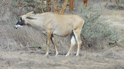 wild animals