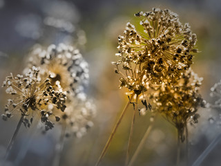 Autumn dry flowers and plants