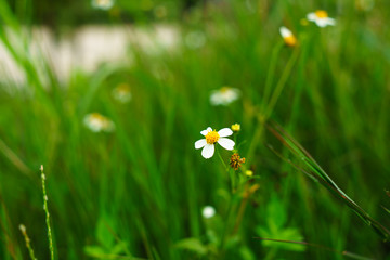 small White flowers at beautiful with grass background