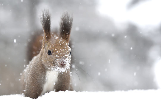 15 300 件の最適な 北海道かわいい動物 画像 ストック写真 ベクター Adobe Stock