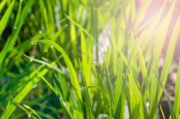 Fototapeta premium closeup shot background image of green grass with dew in the morning