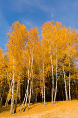 Orange birch trees on blue sky background. Autumn landscape. Autumn forest