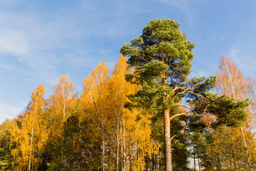 Fototapeta premium Green pine in birch tree forest. Autumn landscape
