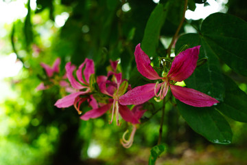 Pink flowers at beautiful of thailand.