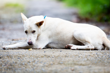 A lonely white dog laying at street in thailand.