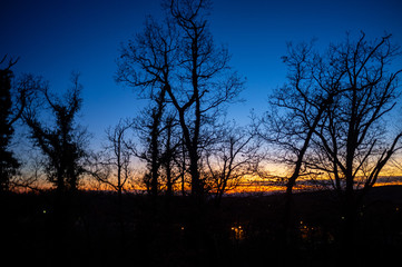 Fototapeta premium silhouetted trees agains sunset sky in winter