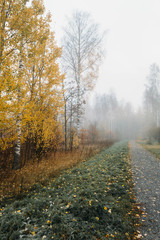 Autumn forest and birch trees 