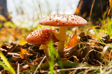 Red amanita in the forest. Autumn mushroom. Dangerous mushroom