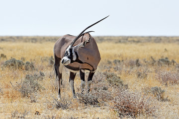 Oryxantilope (oryx gazella) im Etosha Nationalpark (Namibia)