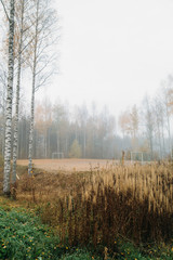 Autumn forest and birch trees 