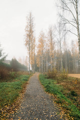 Fototapeta na wymiar Autumn forest and birch trees 