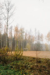 Fototapeta premium Autumn forest and birch trees 
