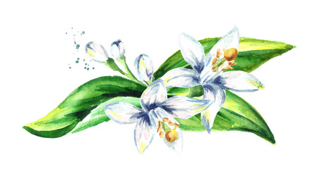 Neroli branch. Watercolor hand drawn illustration, isolated on white background
