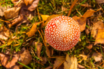 Red amanita in the forest. Autumn mushroom. Dangerous mushroom