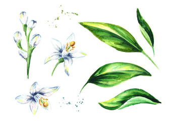Neroli elements set. Watercolor hand drawn illustration, isolated on white background