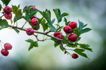 Red Berry